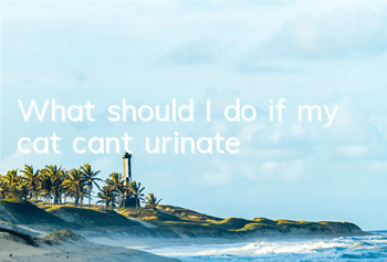 What should I do if my cat can’t urinate?