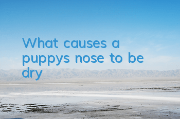 What causes a puppy’s nose to be dry?