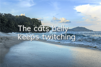 The cat’s belly keeps twitching