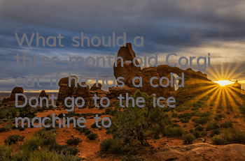 What should a three-month-old Corgi eat if he has a cold? Don’t go to the ice machine to seek medical advice if your Corgi has a cold!