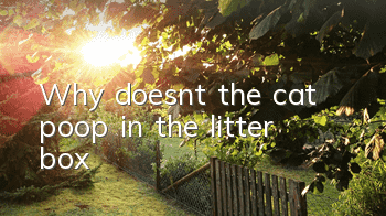 Why doesn’t the cat poop in the litter box?