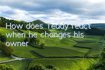 How does Teddy react when he changes his owner?