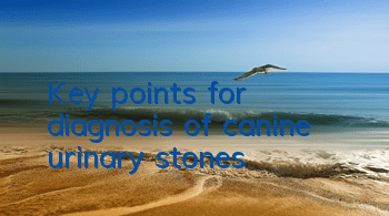 TKey points for diagnosis of canine urinary stones