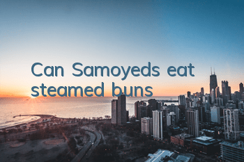 TCan Samoyeds eat steamed buns?
