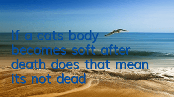 TIf a cat’s body becomes soft after death, does that mean it’s not dead?