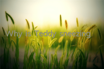 Why is Teddy sneezing?