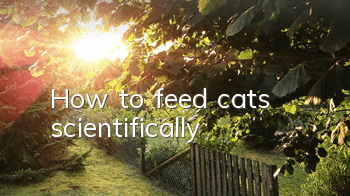 How to feed cats scientifically