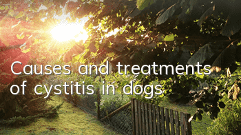 TCauses and treatments of cystitis in dogs
