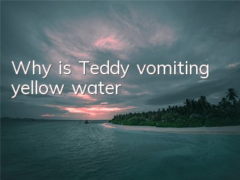Why is Teddy vomiting yellow water?