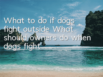 What to do if dogs fight outside? What should owners do when dogs fight?