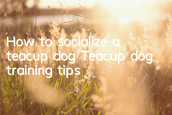 How to socialize a teacup dog? Teacup dog training tips!