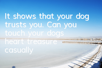 It shows that your dog trusts you. Can you touch your dog’s “heart treasure” casually?