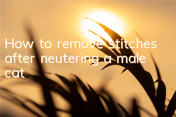 How to remove stitches after neutering a male cat
