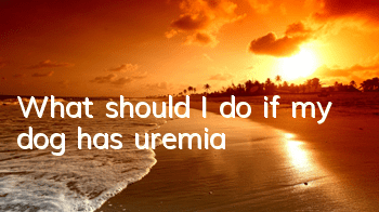 TWhat should I do if my dog ​​has uremia?