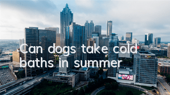 TCan dogs take cold baths in summer?