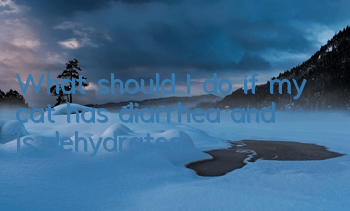 What should I do if my cat has diarrhea and is dehydrated?
