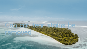 Can cat tear stains be removed?