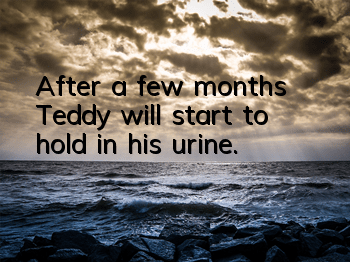After a few months, Teddy will start to hold in his urine.