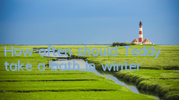 How often should Teddy take a bath in winter?