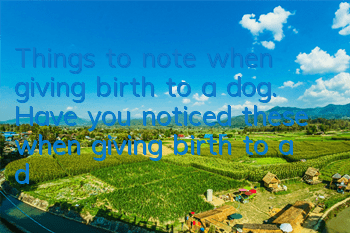 Things to note when giving birth to a dog. Have you noticed these when giving birth to a dog?