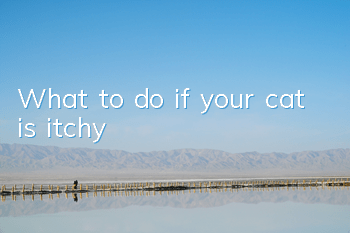 What to do if your cat is itchy