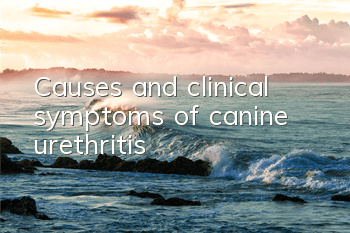 TCauses and clinical symptoms of canine urethritis