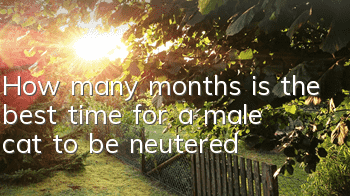 How many months is the best time for a male cat to be neutered?
