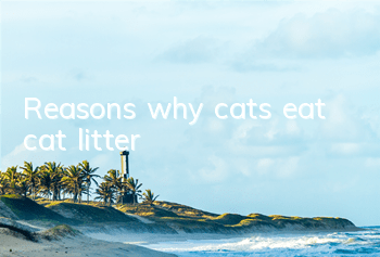 TReasons why cats eat cat litter