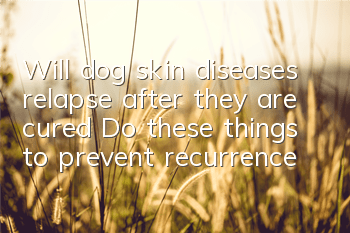 Will dog skin diseases relapse after they are cured? Do these things to prevent recurrences