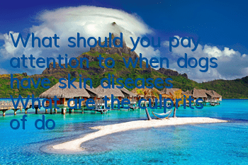 What should you pay attention to when dogs have skin diseases? What are the culprits of dog skin diseases?
