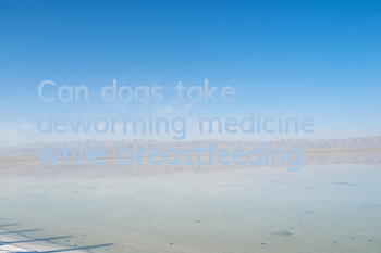 TCan dogs take deworming medicine while breastfeeding?