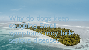 Why do dogs keep coughing? Small symptoms may hide serious diseases
