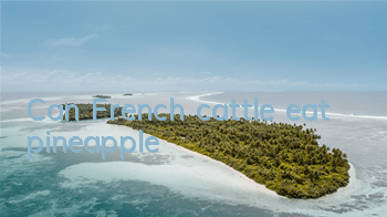 Can French cattle eat pineapple?