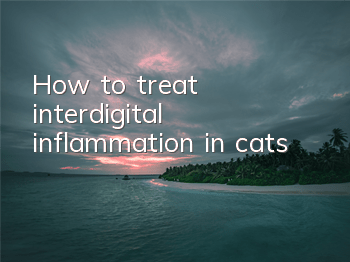 How to treat interdigital inflammation in cats