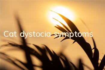 Cat dystocia symptoms