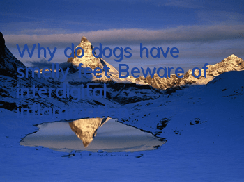 Why do dogs have smelly feet? Beware of interdigital inflammation
