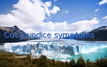 Cat jaundice symptoms