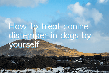 How to treat canine distemper in dogs by yourself