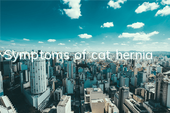 Symptoms of cat hernia