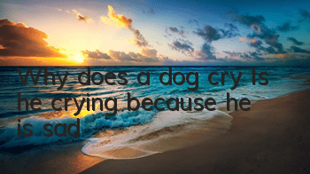 Why does a dog cry? Is he crying because he is sad?