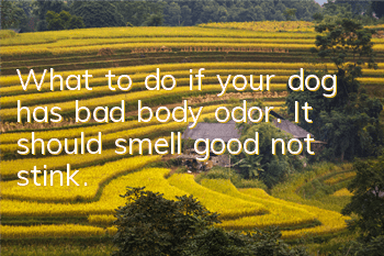 What to do if your dog has bad body odor. It should smell good, not stink.