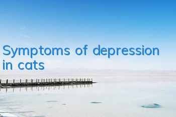 Symptoms of depression in cats