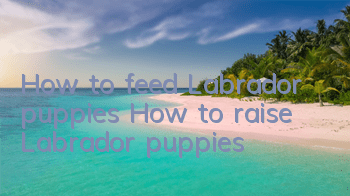 THow to feed Labrador puppies? How to raise Labrador puppies!