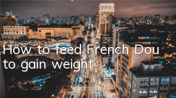 How to feed French Dou to gain weight
