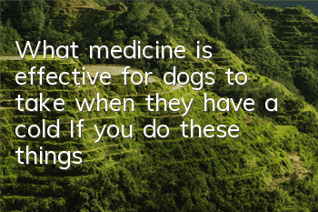 What medicine is effective for dogs to take when they have a cold? If you do these things, your dog will not catch a cold.
