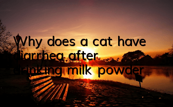 Why does a cat have diarrhea after drinking milk powder?