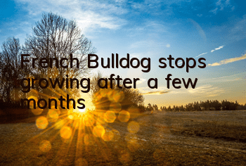 French Bulldog stops growing after a few months
