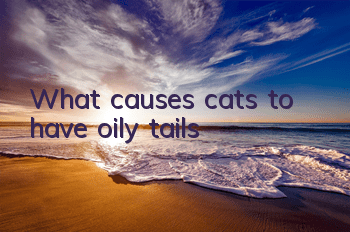 What causes cats to have oily tails?