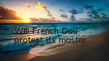 Will French Dou protect its master?