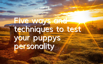 Five ways and techniques to test your puppy’s personality